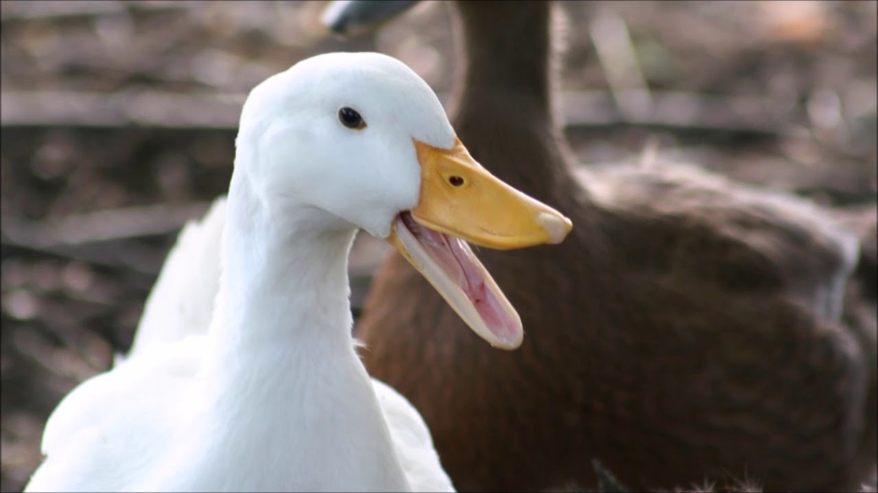 duck quack download